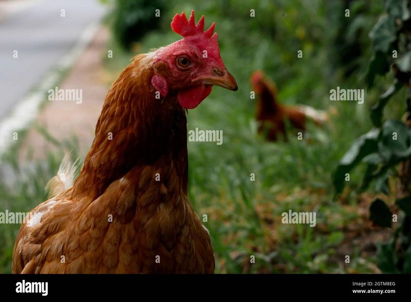 Descubre el Misterio de la Carretera del Pollo en España - overview