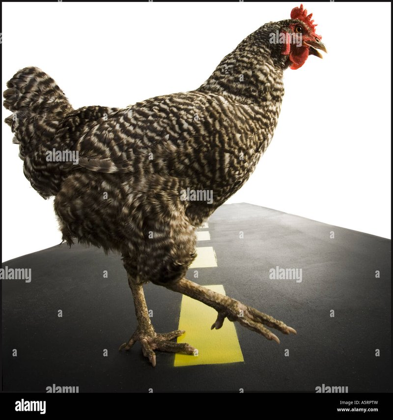 Discover chicken road